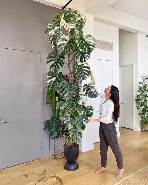 diy monstera trellis ideas 3