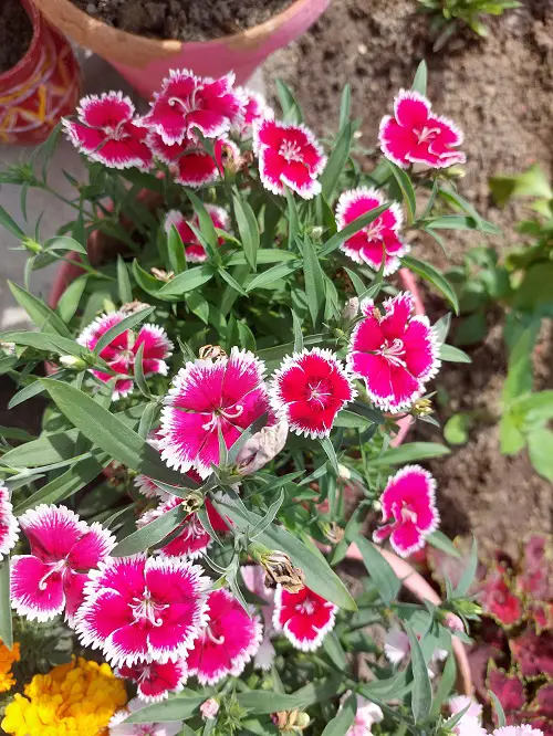 Long Lasting Perennials 11