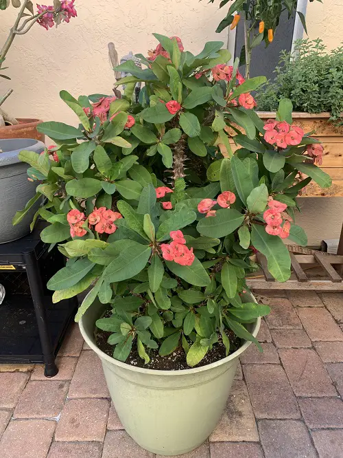 indoor plants out in summer 7