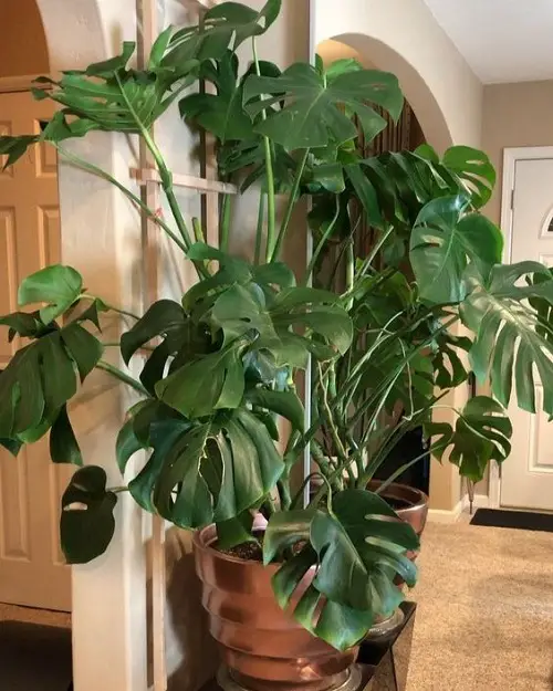 best monstera trellis ideas 2