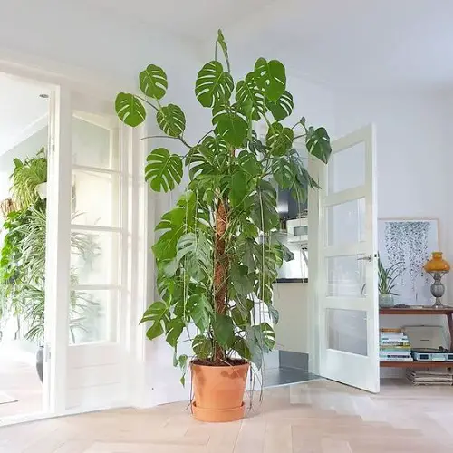 diy monstera trellis ideas 2