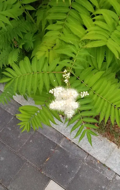 false spirea flowers that keep blooming
