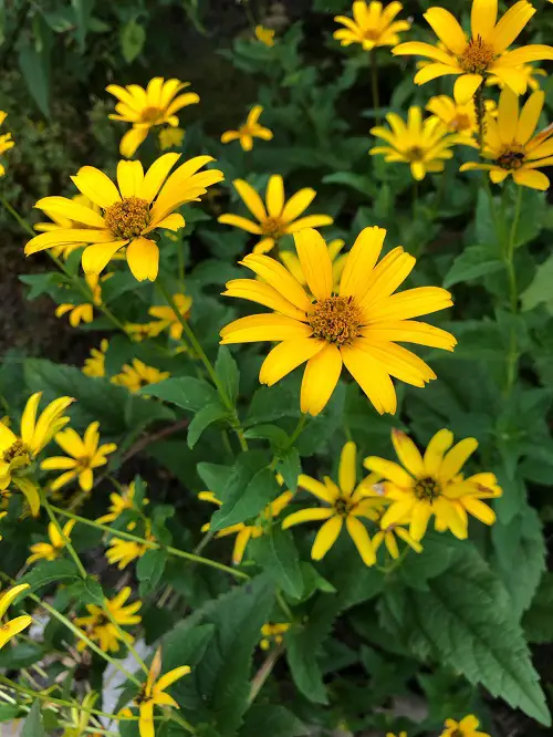 Long Lasting Perennials