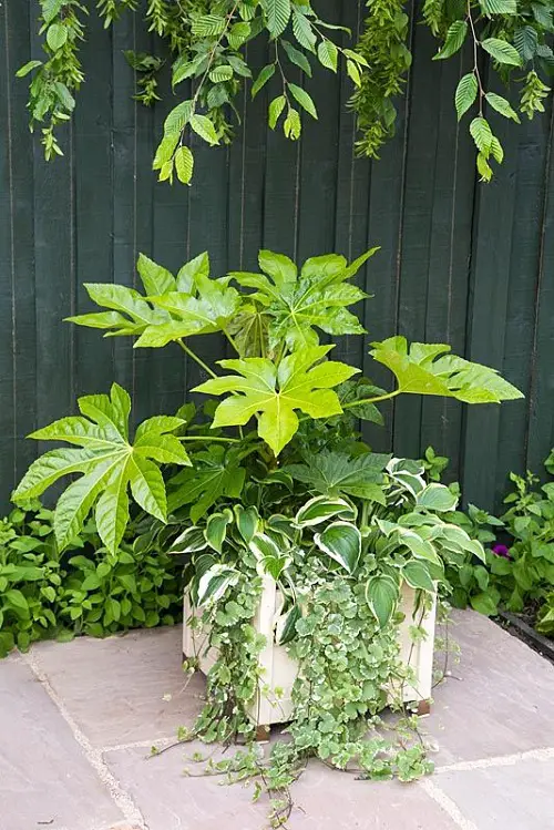 fatsias best summer houseplants