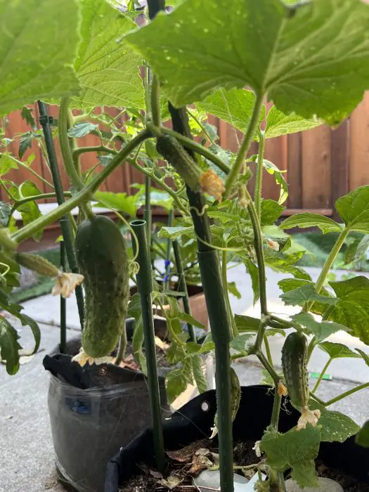 One Vegetable To Have Many 7