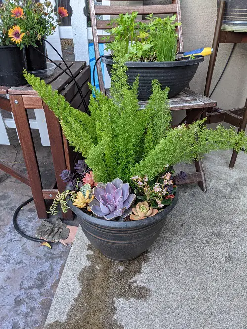 indoor plants out in summer 8