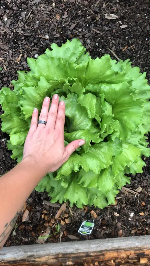 Harvest Lettuce 2