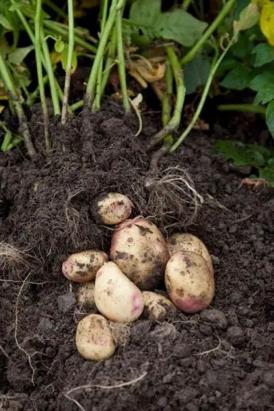 One Vegetable To Have Many 7