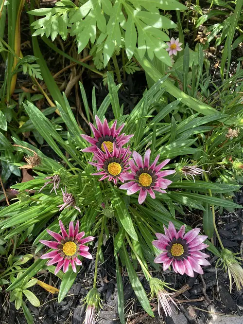gazania flowers in garden full bloom