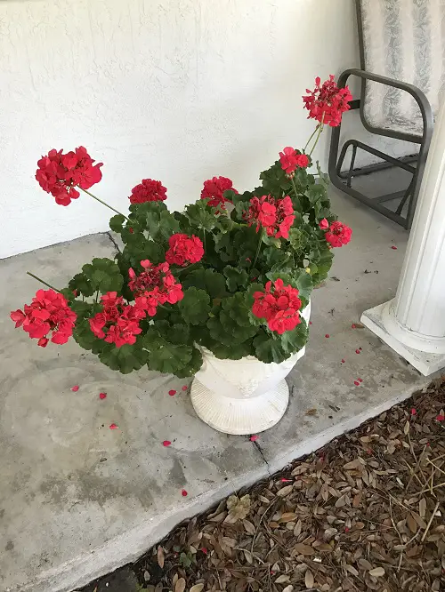 indoor plants out in summer 4