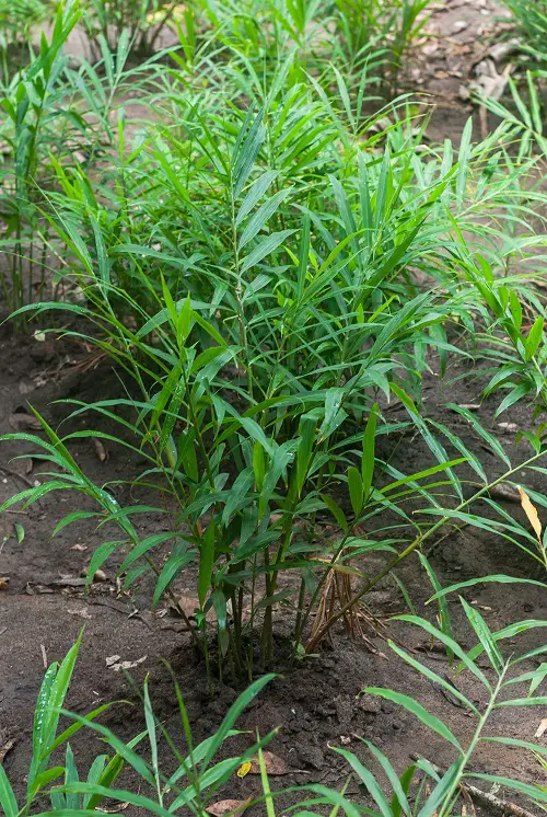 top Anti-Ant Plants for Homes and Gardens 