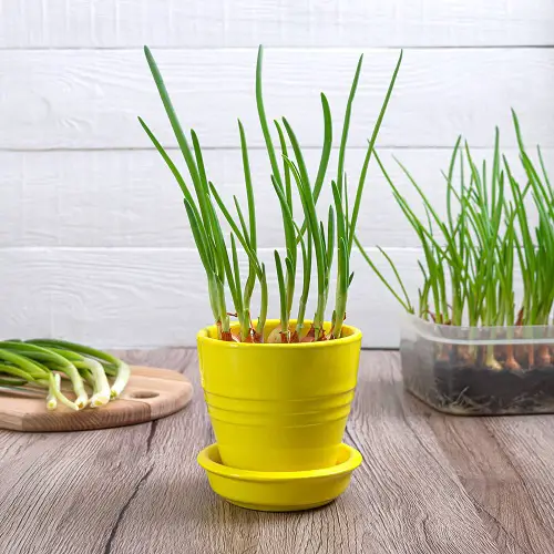 Vegetables With Shallow Roots indoor 