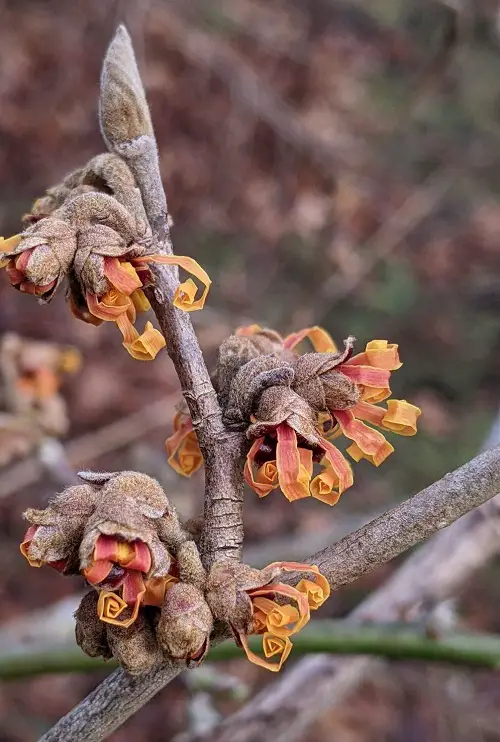 Flowers With Seed Pods That Pop and pods 