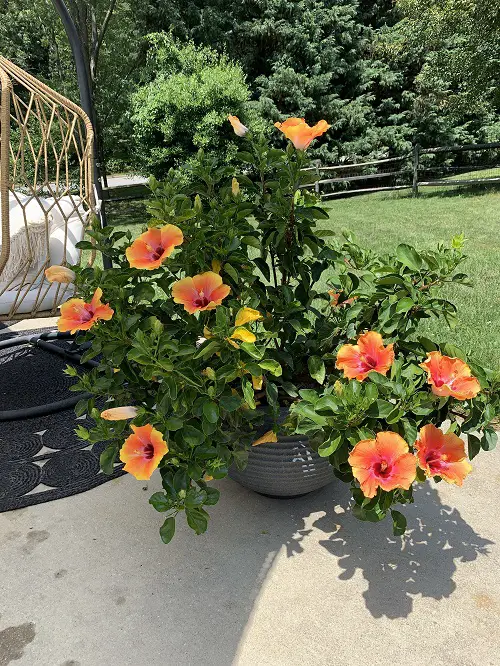 Full bloom hibiscus flower in pot