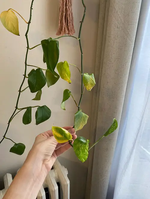leggy pothos with yellow leaves