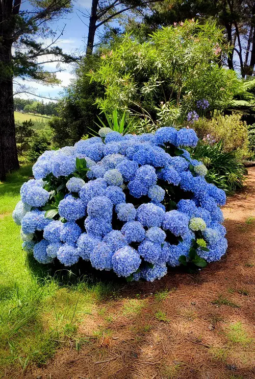 different Ways to Grow Hydrangeas