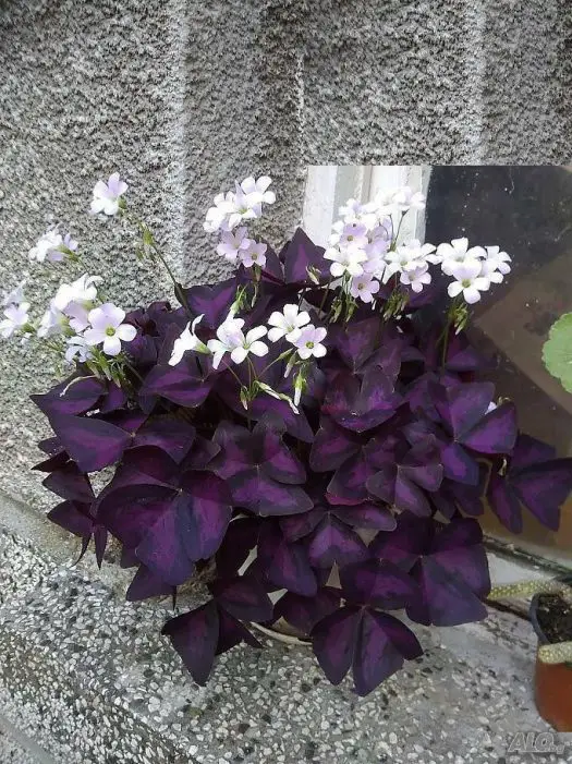 Lush and Big Oxalis Triangularis 2