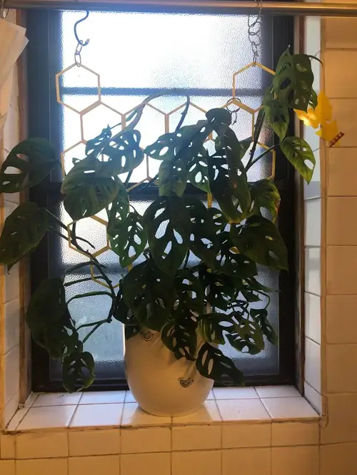 trellis for monstera plant 6
