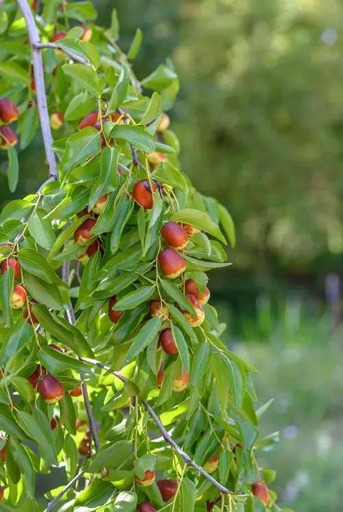 Fruit Trees that Grow Quickly 3