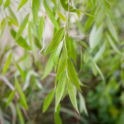 Good Rooting Hormone plant 