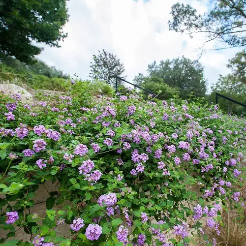 Amazing Flower Hedge Plants in garden