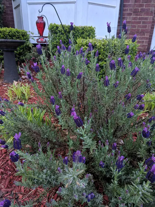 Long Lasting Perennials 4