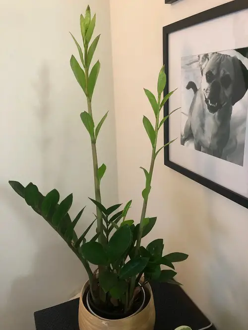How to Fix a Leggy ZZ Plant 4