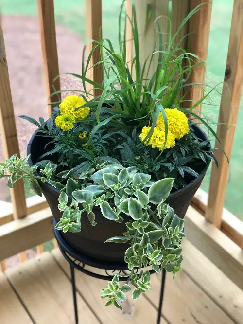 Mosquito Repelling mix plant in garden 