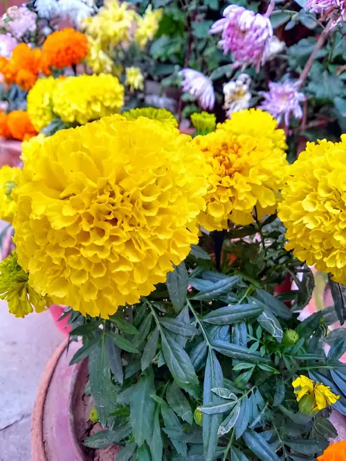 Flowers with a Lot of Petals