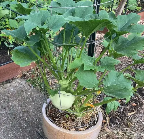 Vegetables With Shallow Roots in pot 34