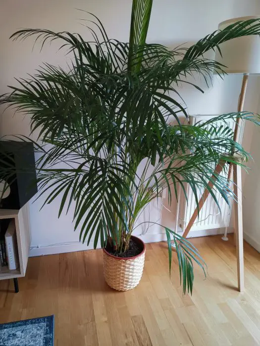 indoor plants that release oxygen 24 Hours 7
