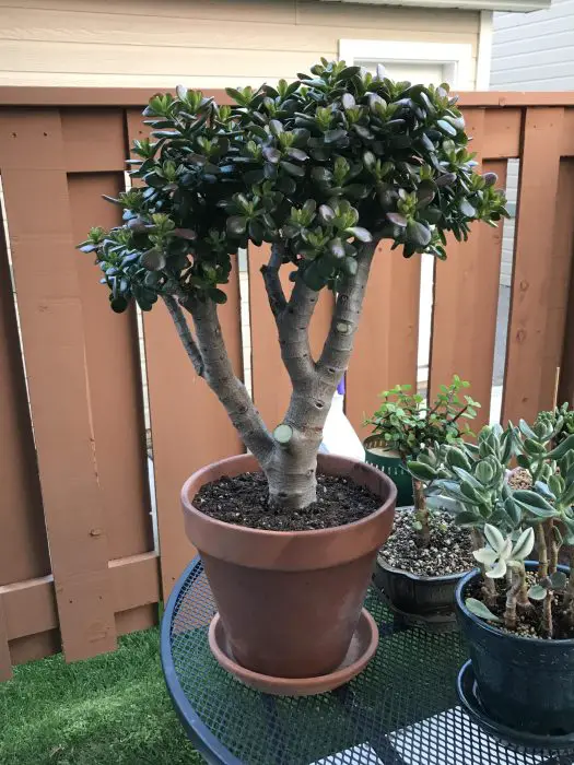 Plants that Naturally Look Like Bonsai 6