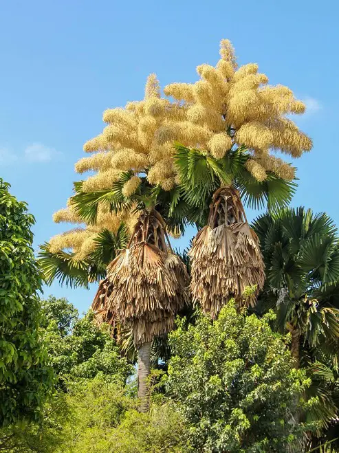 Palm Trees that Flower