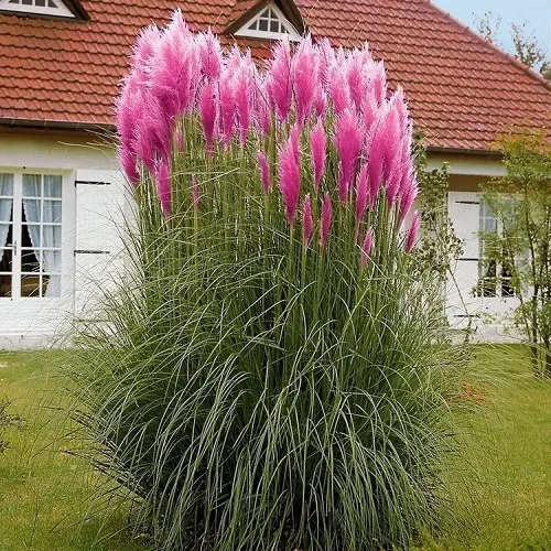 Flowers grass That Look Like Cotton Candy 