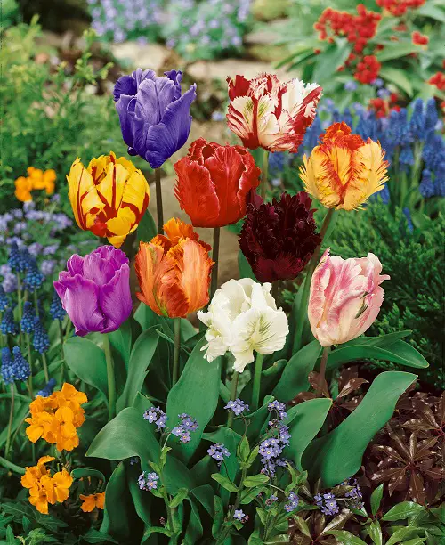 Prettiest Flowers in The world