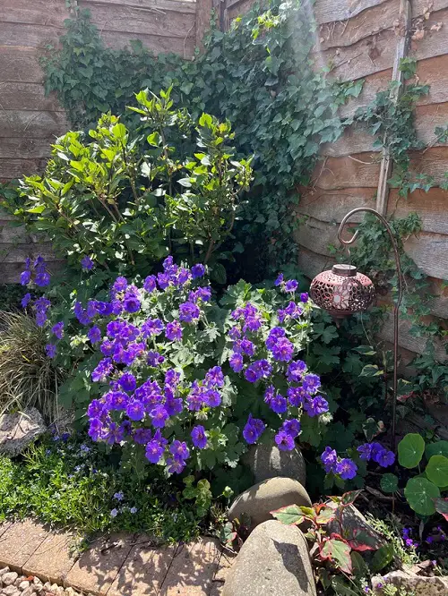 perennial geraniums that keep blooming