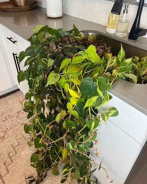 Fast Growing Indoor Vines