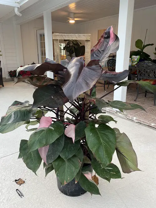 philodendron plant in pot