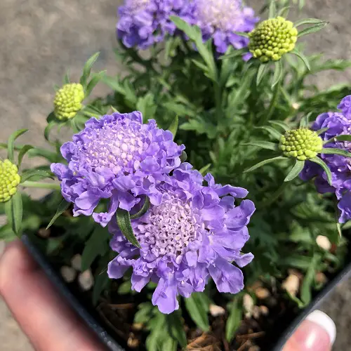 pincushion flower blooming full