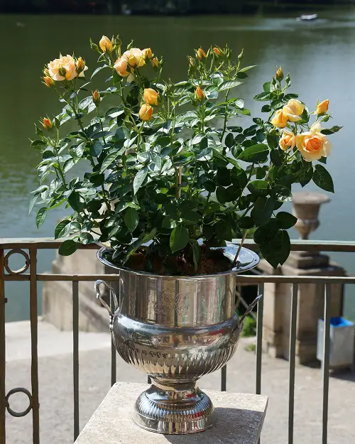 Pots for garden roses