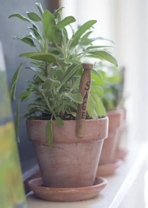 Choosing a Container for sage