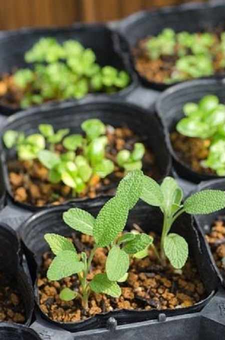 Growing Sage from Seeds