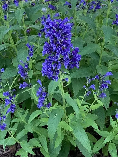 flowers that bloom continuously 3