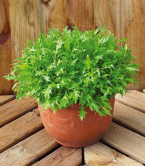Indoor Vegetables With Shallow Roots 