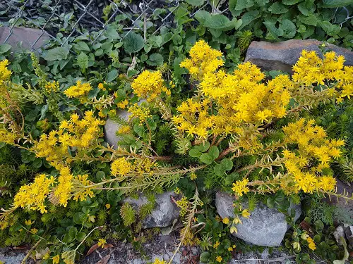 sedum flowers in full bloom