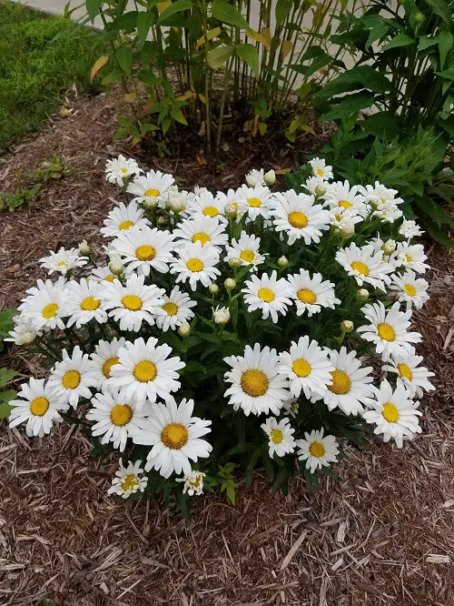 flowers that keep blooming
