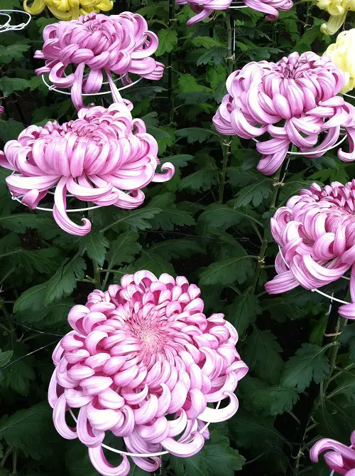 lovely flowers on the earth