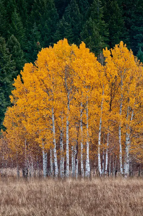 top Trees With An Beginning A
