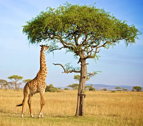 Trees That Start With A