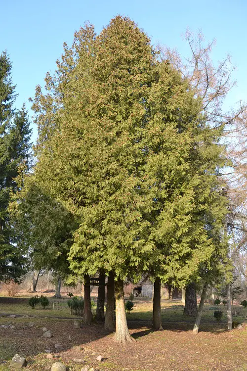 Trees With An Beginning A
